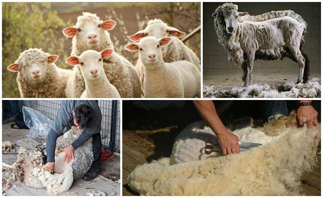 Разведение и содержание овец в домашних условиях для начинающих