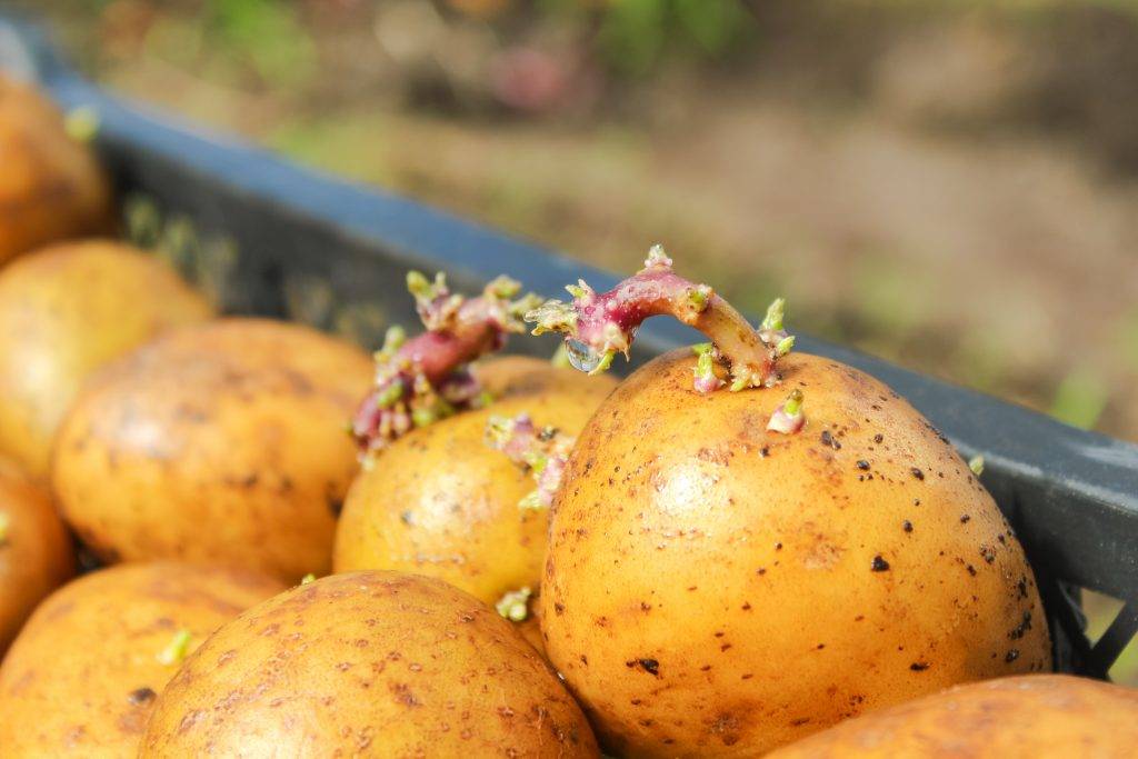 Подготовка почвы для посадки картофеля весной | cельхозпортал