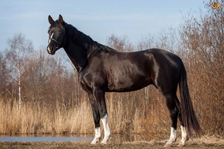 Тракененская порода лошадей: фото, характеристика, разведение и содержание