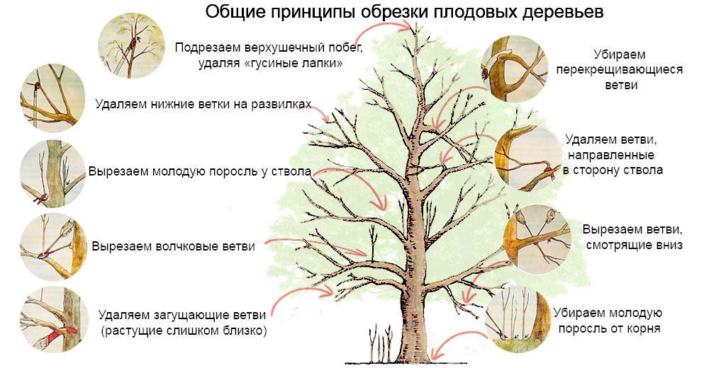 Преимущества и недостаки осенней обрезки плодовых деревьев