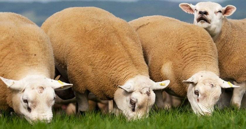 Тексель – порода овец, мясошёрстного направления