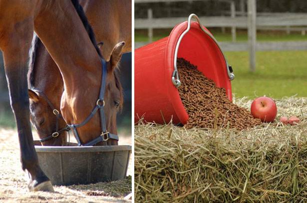Как правильно кормить рабочую лошадь, особенности питания лошади в зависимости от физической нагрузки, виды кормов, примеры рационов