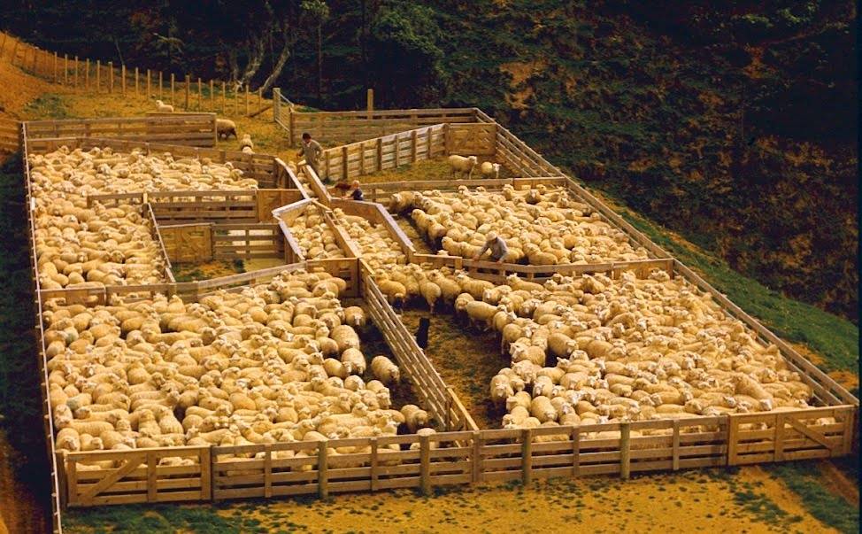 Разведение овец и баранов в домашних условиях для начинающих