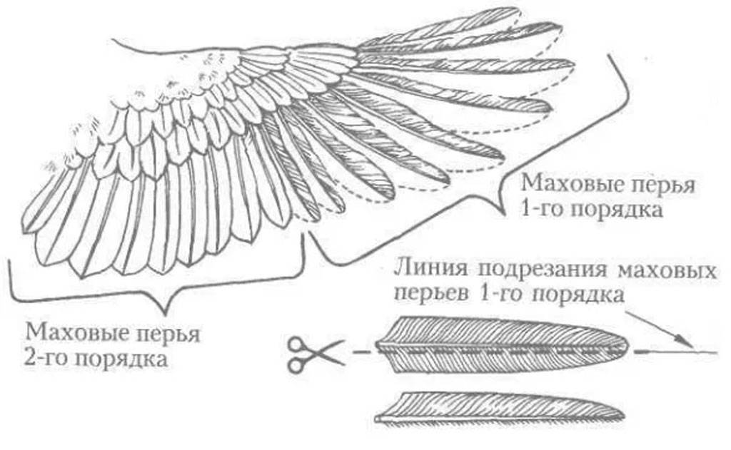 Как правильно подрезать крылья уткам?