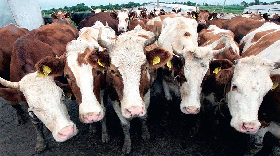 Какой должна быть современная ферма для разведения скота?
