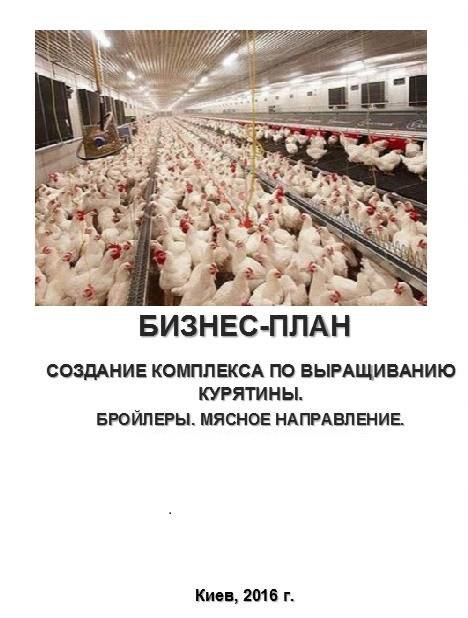 Как разводить и выращивать кур для продажи мяса и яиц?