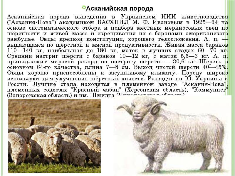 ᐉ курдючные овцы - разведение и советы по содержанию - zooon.ru