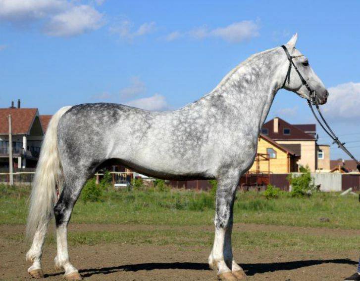 Происхождение и описание экстерьера лошадей породы Орловский рысак