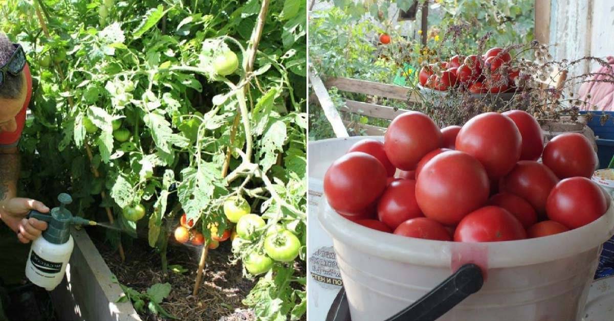 Чем подкормить помидоры в июле для завязи и урожая: подкормка томатов золой и йодом, борной кислотой