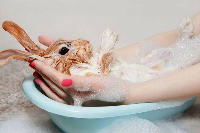 Можно ли мыть кролика обычным шампунем