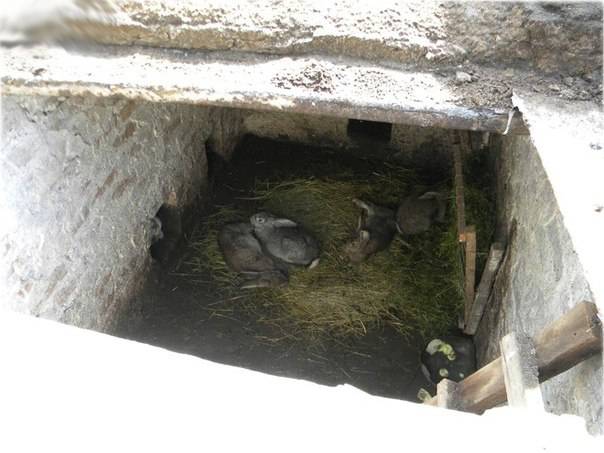 Как выращивать кроликов в яме: разведение кролей в ямах