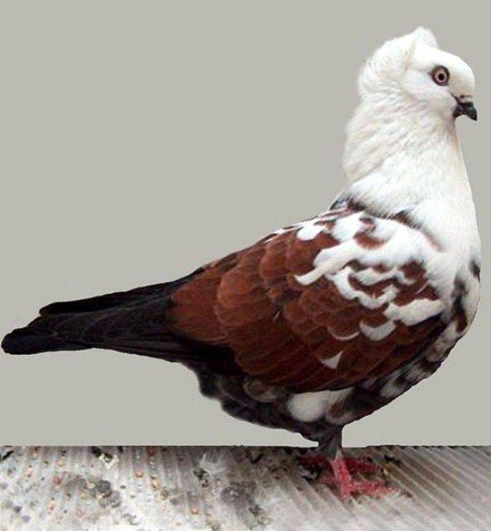 Дикие голуби: фото, названия и описание лесных и диких птиц