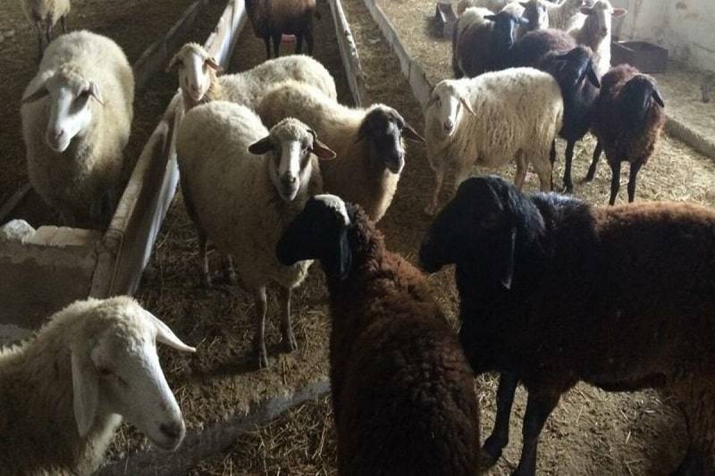 Разведение овец как бизнес: выгодно или нет?