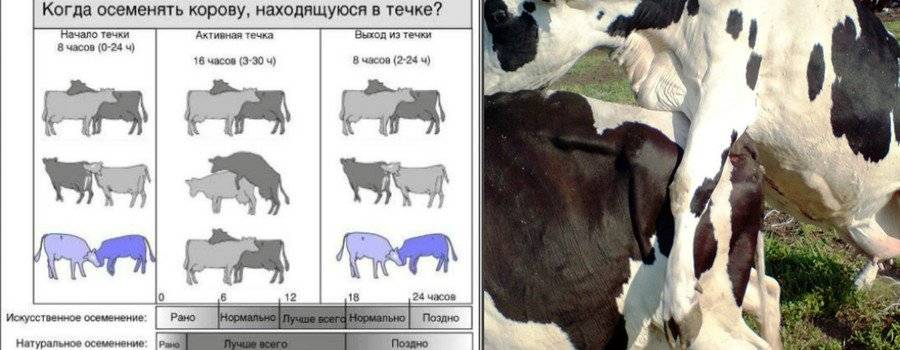 Охота у коров: признаки, как определить, сколько длится?