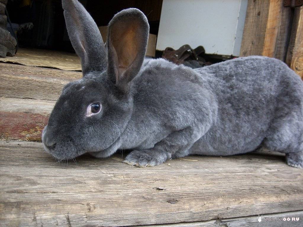 Кролики шиншилла: описание породы, характеристика, разведение