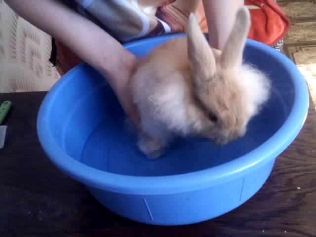 Можно ли мыть декоративных кроликов?