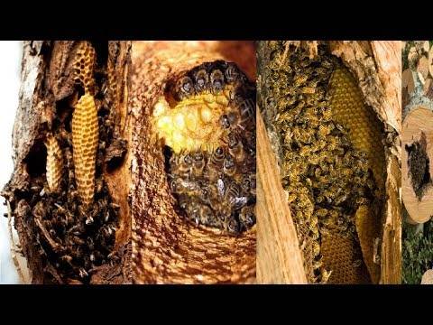 Опасность пчёл на участке и методы борьбы с ними