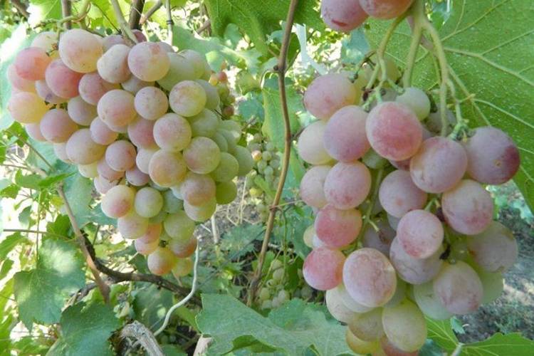Описание сорта винограда ливия: фото, видео и отзывы | vinograd-loza