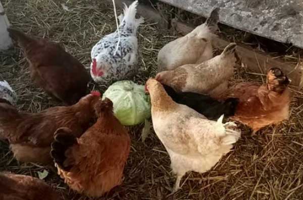 Почему куры клюют свои яйца и как их от этого отучить?