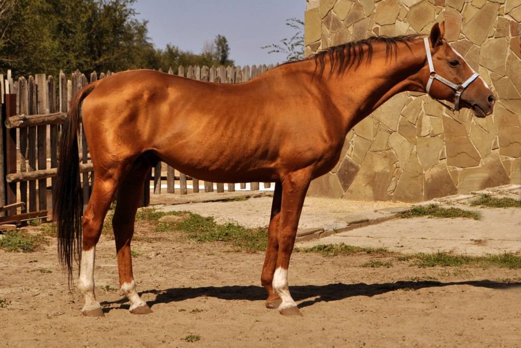 Донская порода лошадей: история, описание, фото, видео