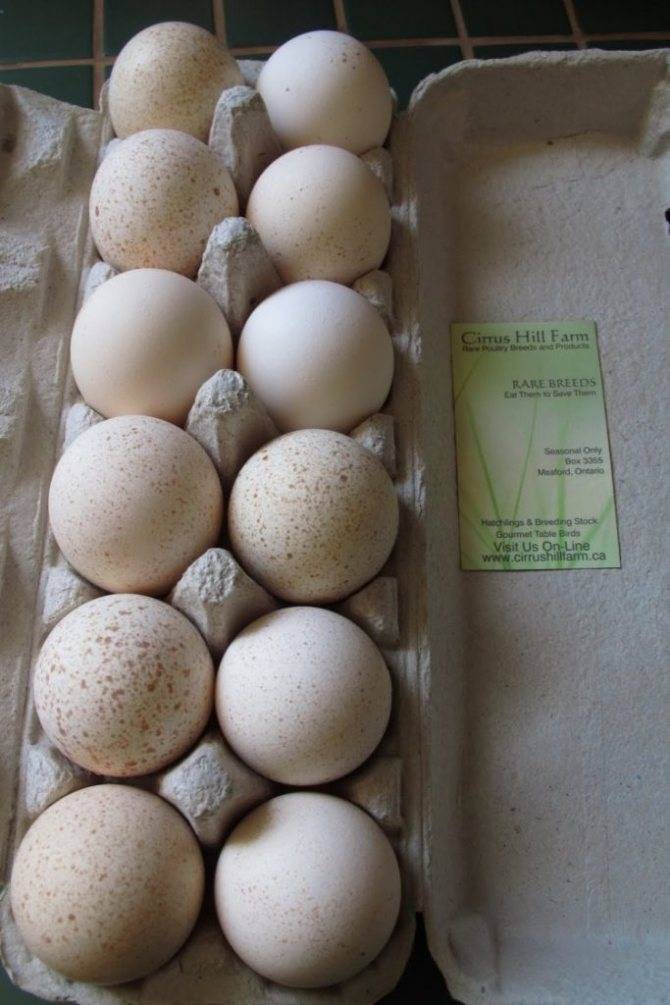 Как правильно хранить инкубационные яйца в домашних условиях