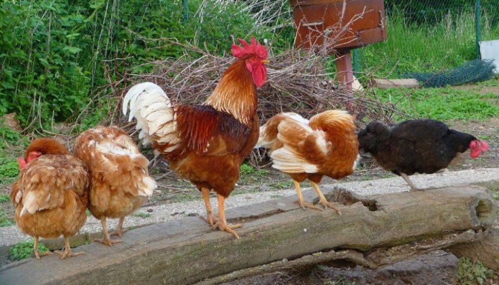 Состав куриной семьи – сколько нужно кур на одного петуха для яичных, мясо-яичных и мясных направлений?