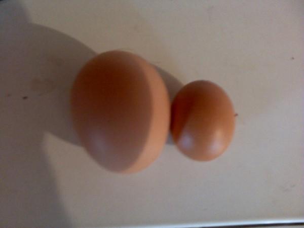 Почему куры несут мелкие яйца, от чего зависит размер куриного яйца