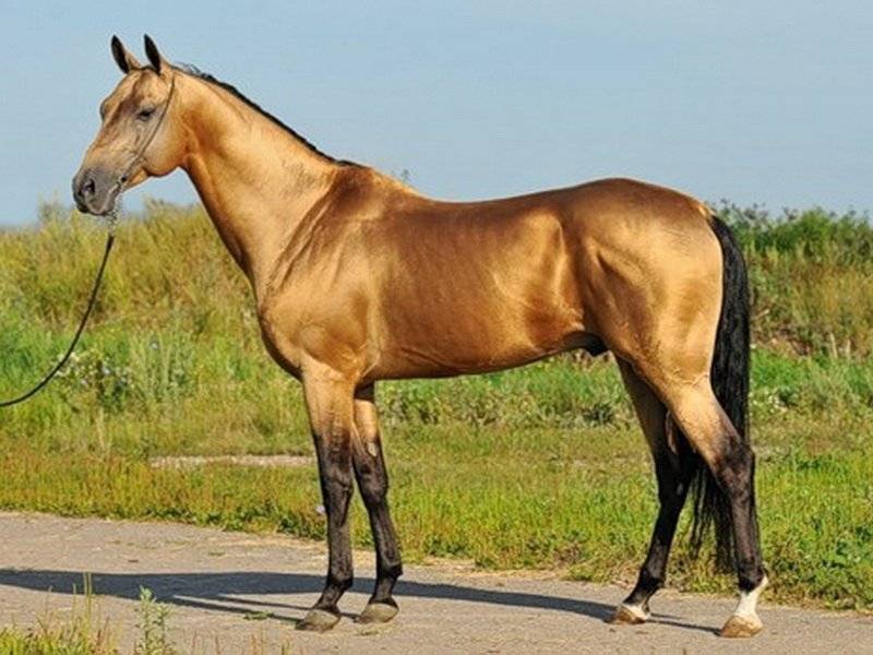 Гнедой конь — это какой, вороная лошадь, рыжая масть и другие окрасы