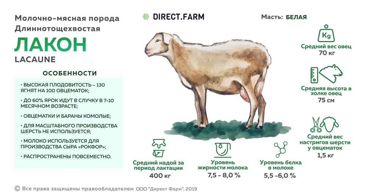 Катумская порода овец мясного направления