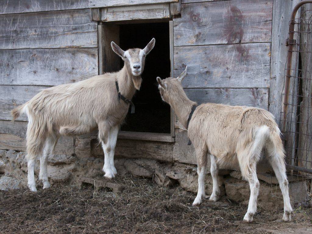 Альпийские козы — фото и описание, характеристика, условия содержания, перспективы разведения. | cельхозпортал