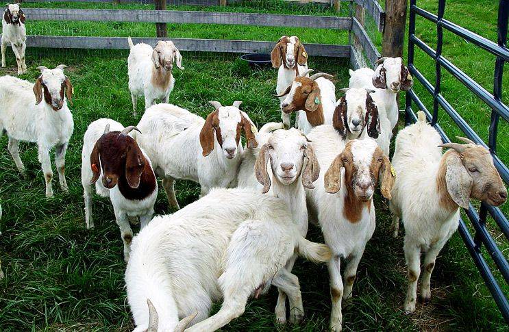 Основы содержания и разведения коз в домашних условиях для начинающих