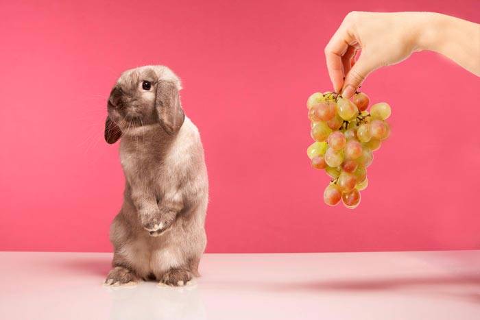 Можно ли давать кроликам виноградные листья или виноград?