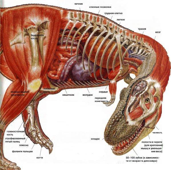Анатомическое строение скелета коровы, особенности внутренних систем и органов