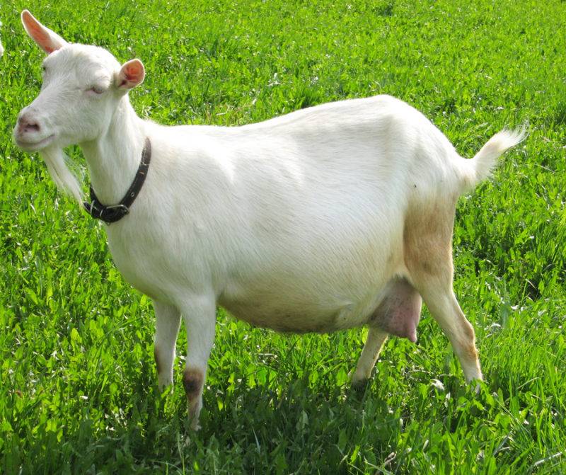 Зааненские козы: описание или характеристика породы дойных коз и ее содержание, сколько дает молока и отзывы заводчиков об этом