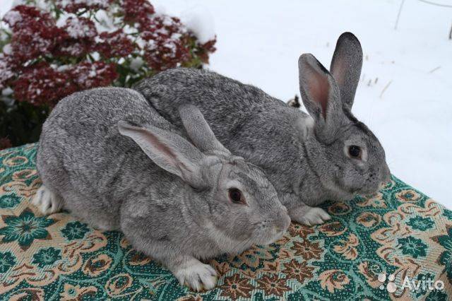 Кролики великаны: описание, максимальный вес, нюансы ухода