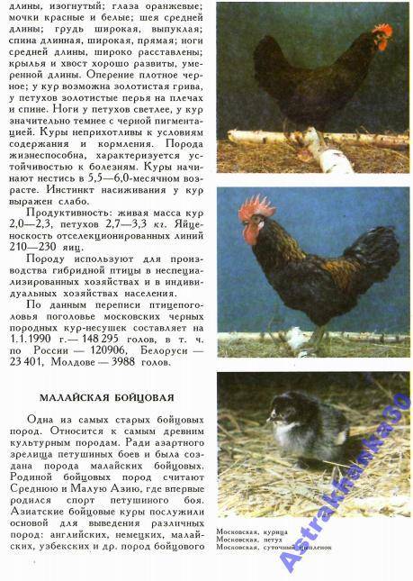Куры породы московская чёрная: описание, содержание и уход, отзывы