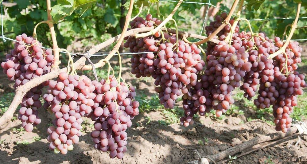 Виноград ливия: описание сортов, фото, отзывы | qlumba.com
