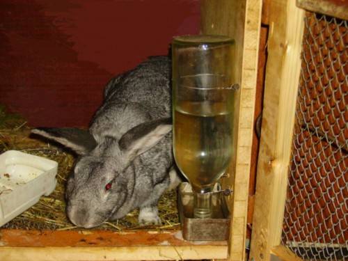 Окрол крольчихи: роды кроликов зимой и летом
