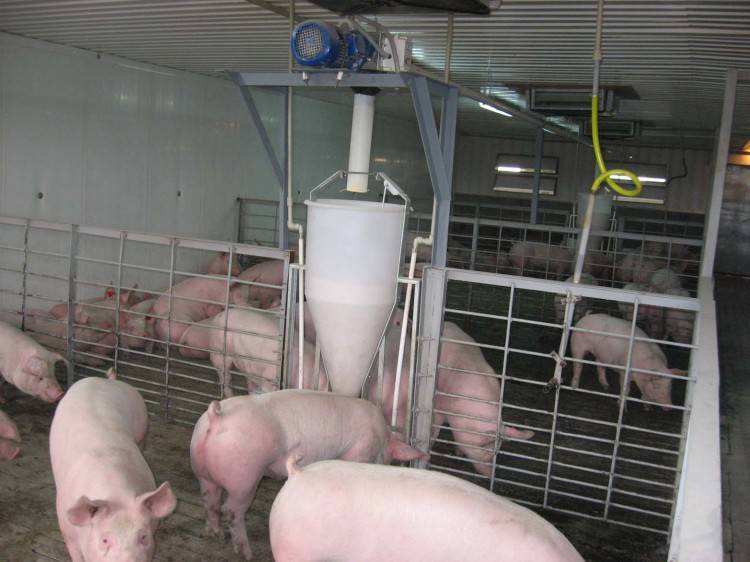 Как правильно кормить свиней и поросят для быстрого роста