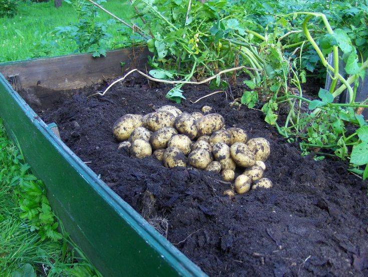 Так ли необходим картофель на огороде? | fermers.ru