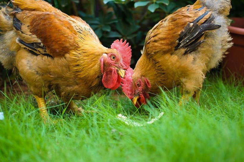 Как петух оплодотворяет курицу - механизм спаривания, причины неудач самца