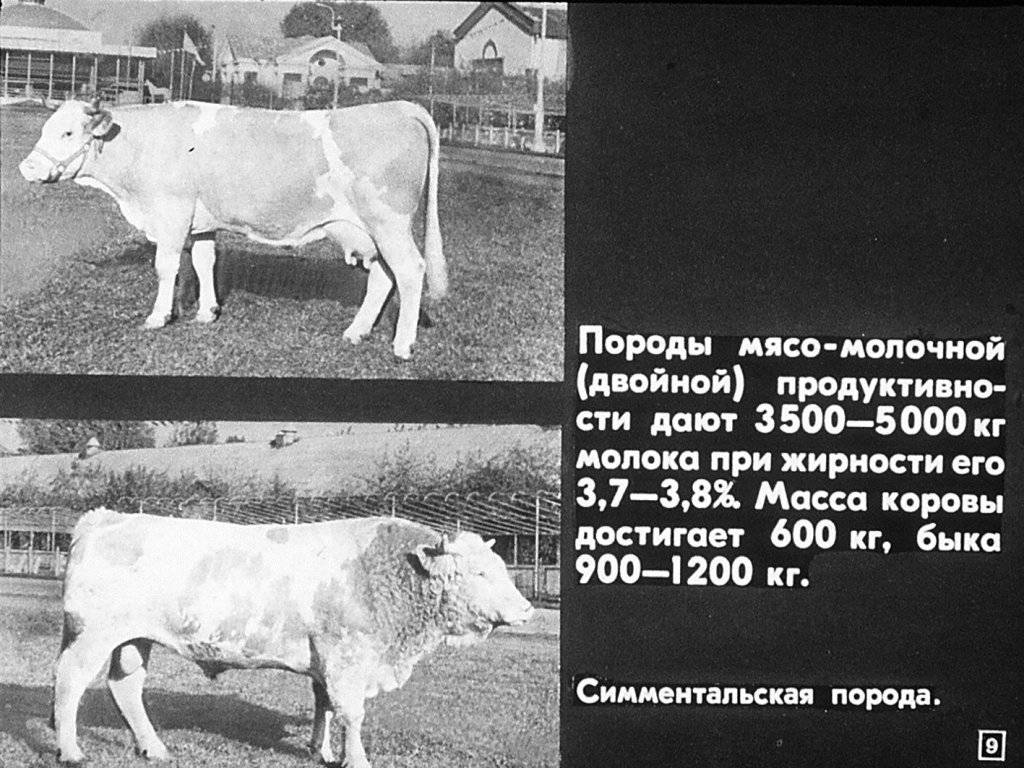 Симментальская порода крс: особенности содержания коров и быков