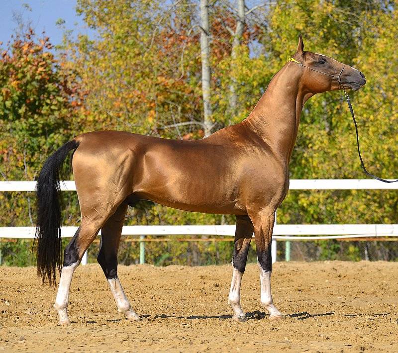 Ахалтекинская порода лошадей: характеристики, масти, история, разведение, происхождение, описание, фото и видео