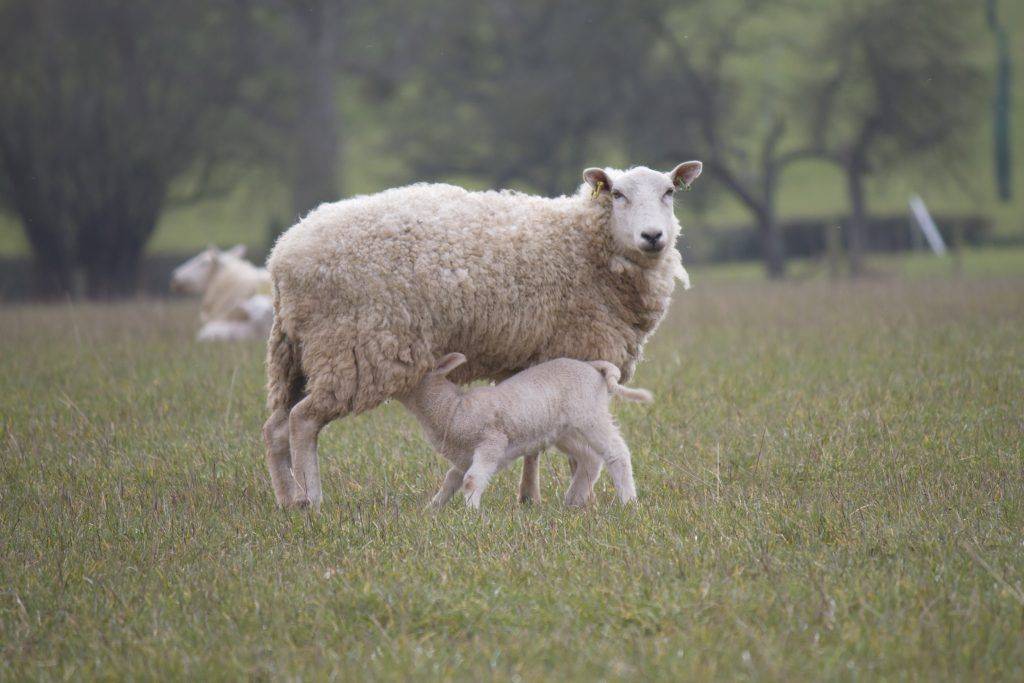 Разведение овец и баранов в домашних условиях