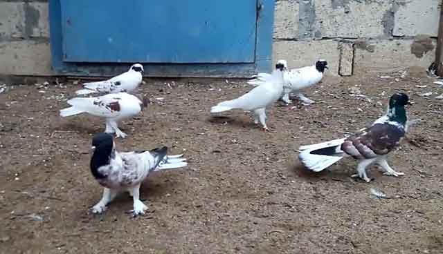 Бакинская порода голубей: описание, виды и содержание