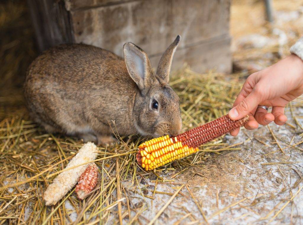 Сколько раз в день кормить кроликов: обычного, декоративного