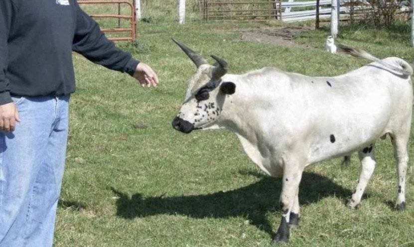 Мини коровы: список самых популярных пород, основные правила ухода