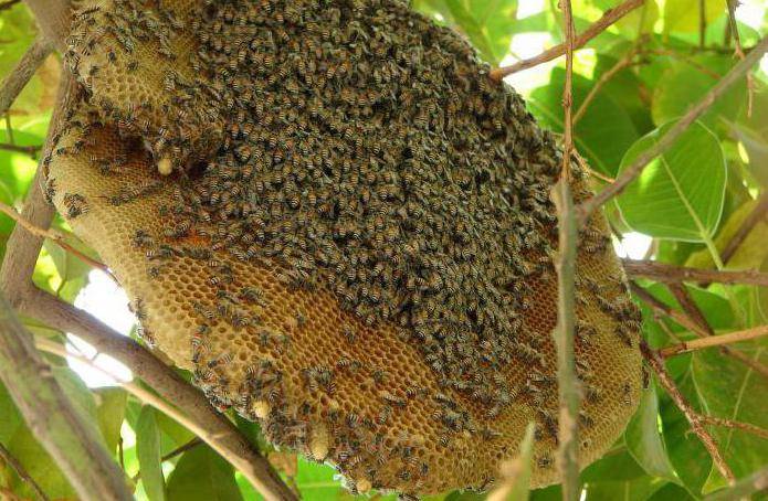 Как бороться с дикими пчелами в стене дома?