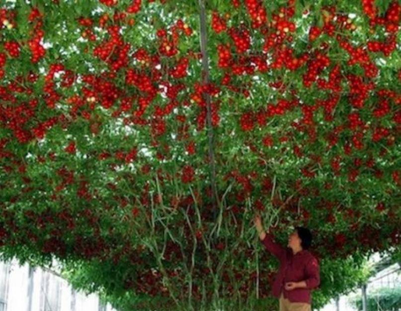 Томатное (помидорное) дерево спрут f1: описание, особенности выращивания и ухода