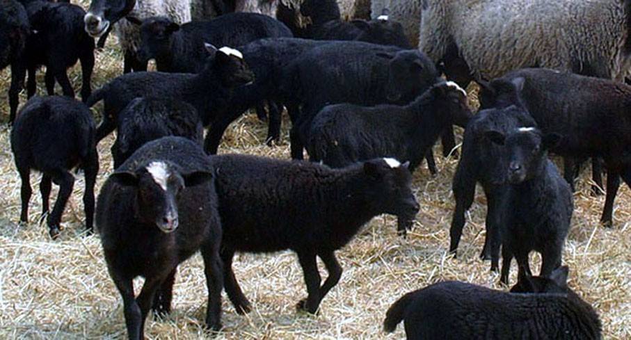 Дорпер порода овец: описание и характеристика, особенности содержания